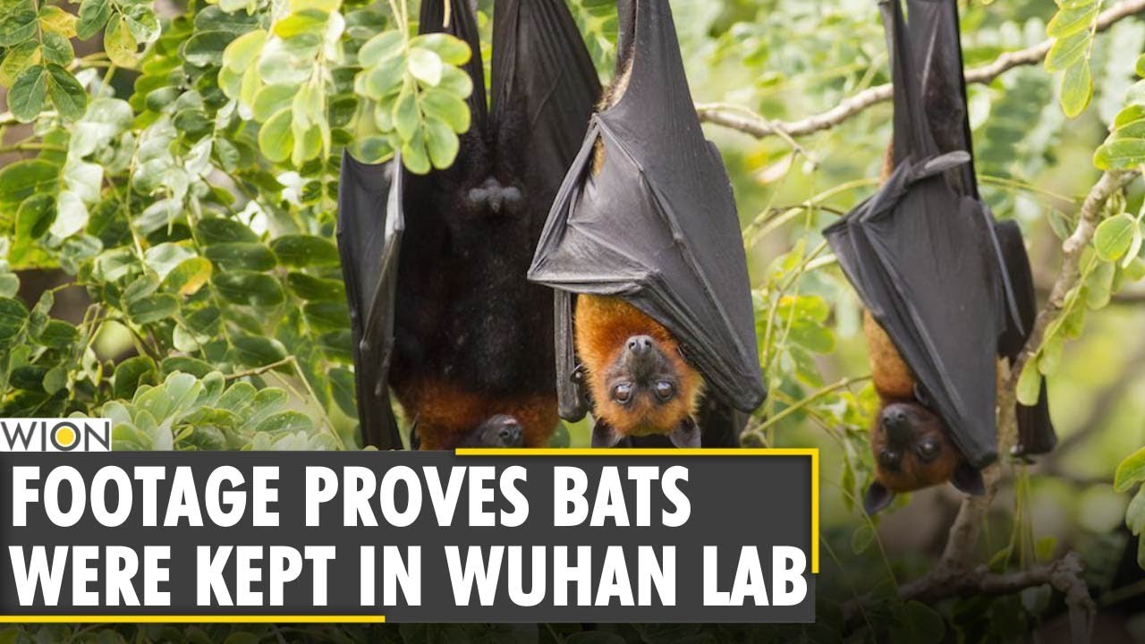 Gravitas: Caught On Camera: Bats locked up inside the Wuhan lab